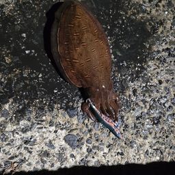 モンゴウイカ
