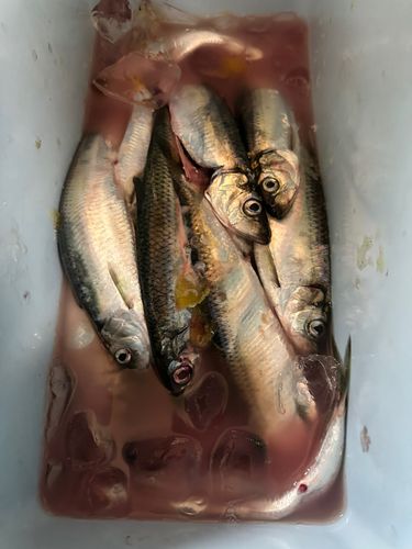 ニシンの釣果