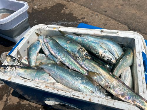 ニシンの釣果