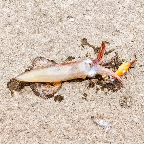 マメイカの釣果