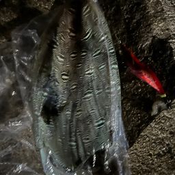 モンゴウイカ