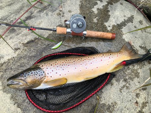 ブラウントラウトの釣果