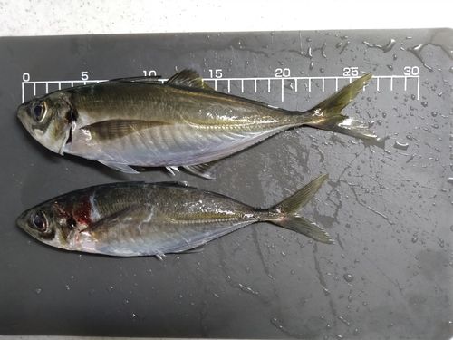 アジの釣果