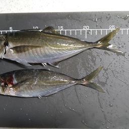 アジ
