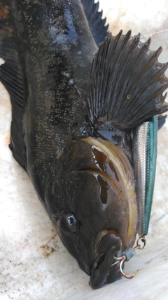 アイナメの釣果