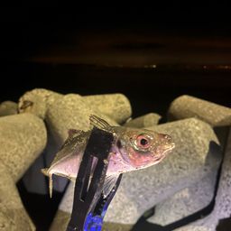 アジ