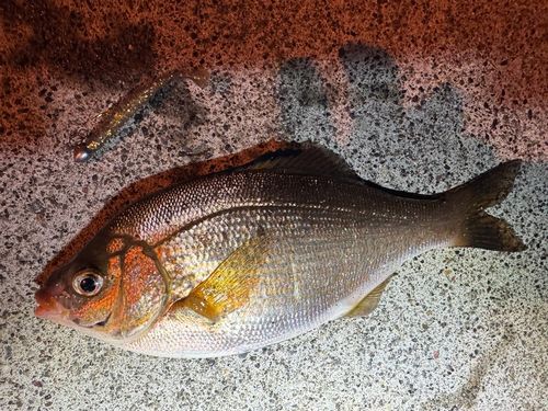 ウグイの釣果