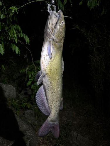 アメリカナマズの釣果