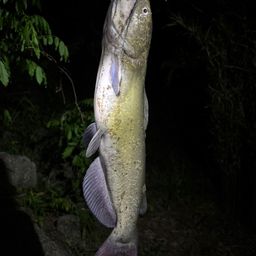 アメリカナマズ