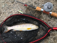 アマゴの釣果