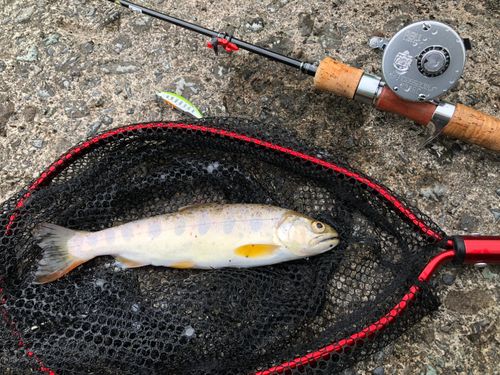 アマゴの釣果