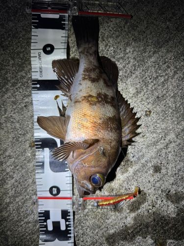 メバルの釣果