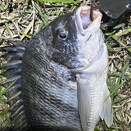 チヌ