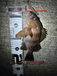 メバルの釣果