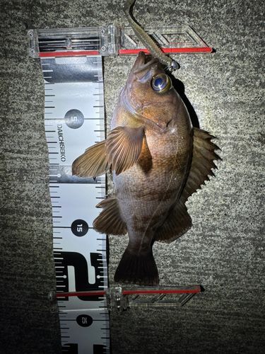 メバルの釣果
