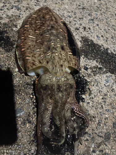 モンゴウイカの釣果