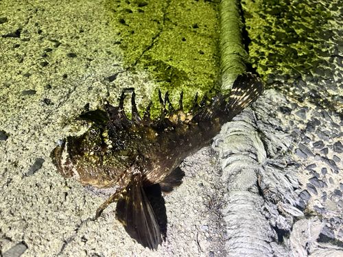 オニオコゼの釣果