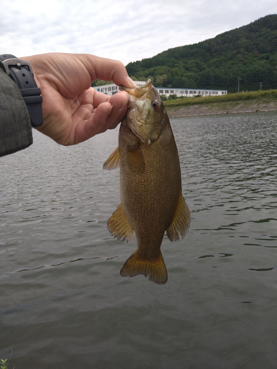 スモールマウスバス