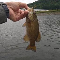 スモールマウスバス