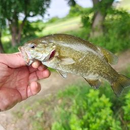 スモールマウスバス