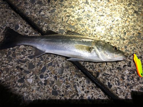 フッコ（マルスズキ）の釣果