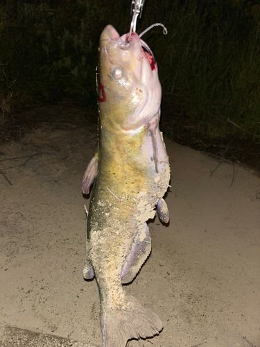 アメリカンキャットフィッシュ