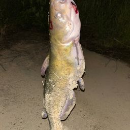 アメリカンキャットフィッシュ