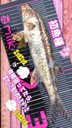 ヨメヒメジの釣果