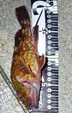 カサゴの釣果