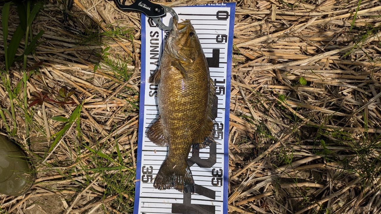 スモールマウスバス