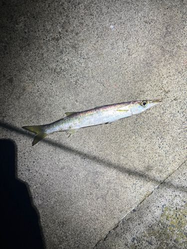 カマスの釣果