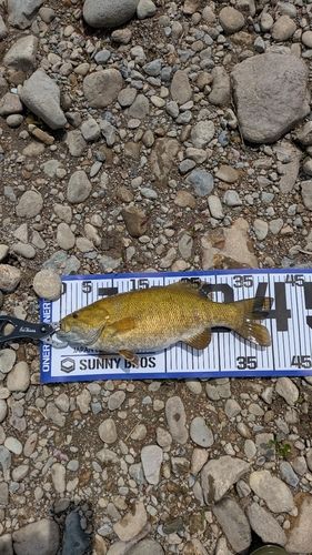 スモールマウスバスの釣果