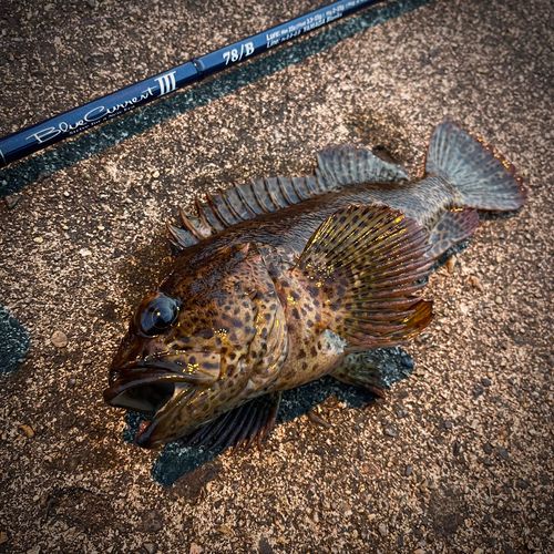 ムラソイの釣果