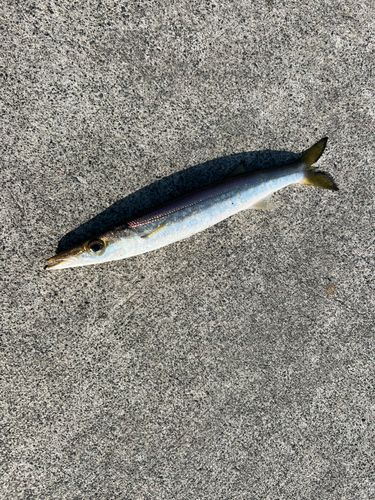 カマスの釣果