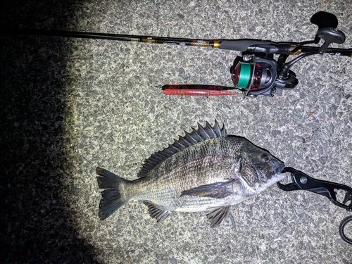 チヌの釣果