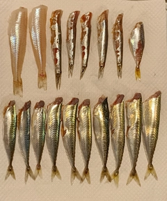 マアジの釣果