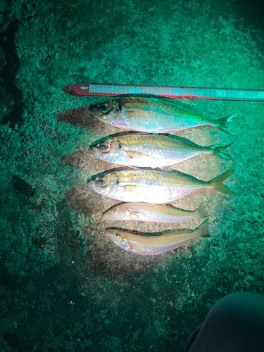 アジの釣果