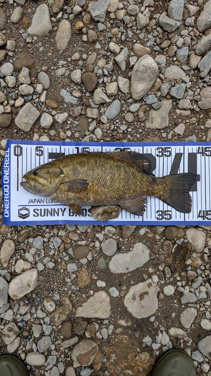 スモールマウスバス