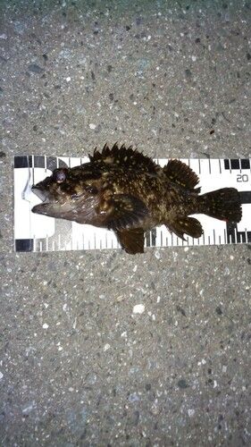 オウゴンムラソイの釣果
