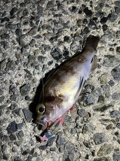メバルの釣果
