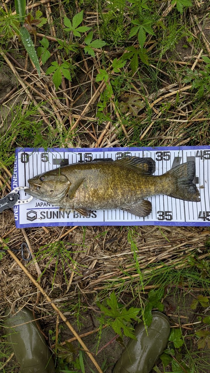 スモールマウスバス