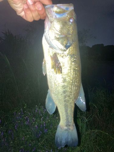 ラージマウスバスの釣果