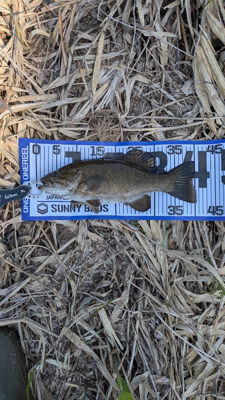 スモールマウスバス