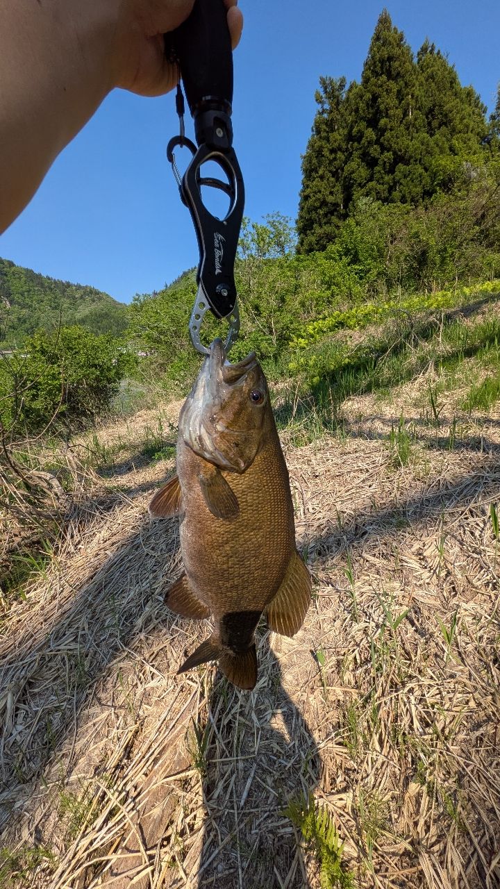 スモールマウスバス