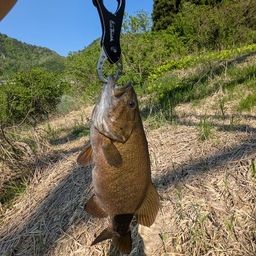 スモールマウスバス