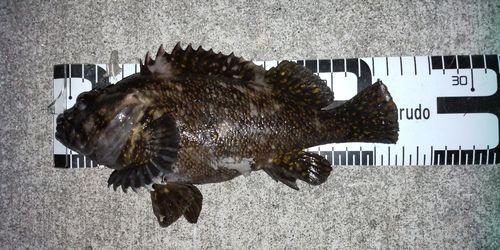 オウゴンムラソイの釣果