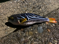 シマフグの釣果