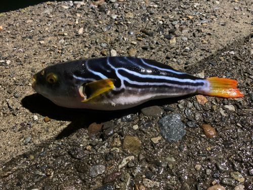 シマフグの釣果