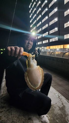 コウイカの釣果