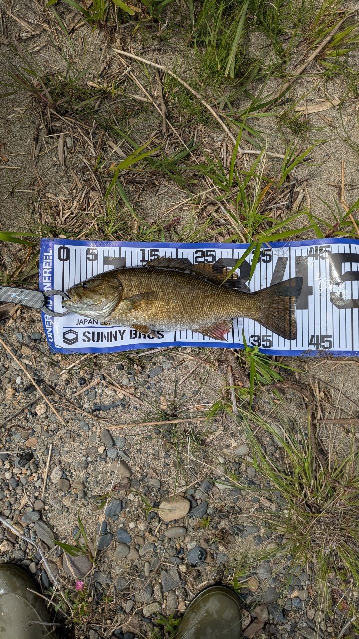 スモールマウスバス